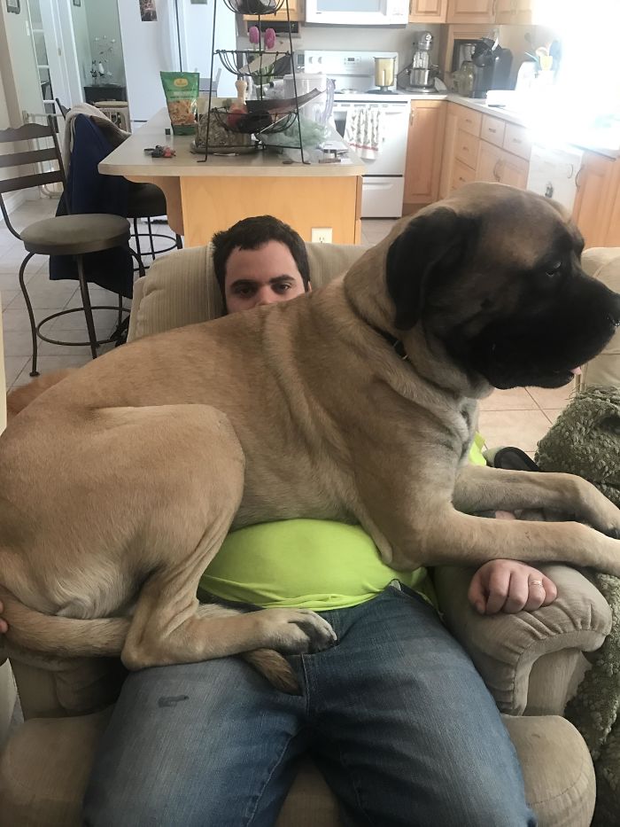 178 Dogs Who Don’t Understand How BIG They Are And Think They’re Lap Dogs (Add Yours) 178 Dogs Who Don’t Understand How BIG They Are And Think They’re Lap Dogs (Add Yours)