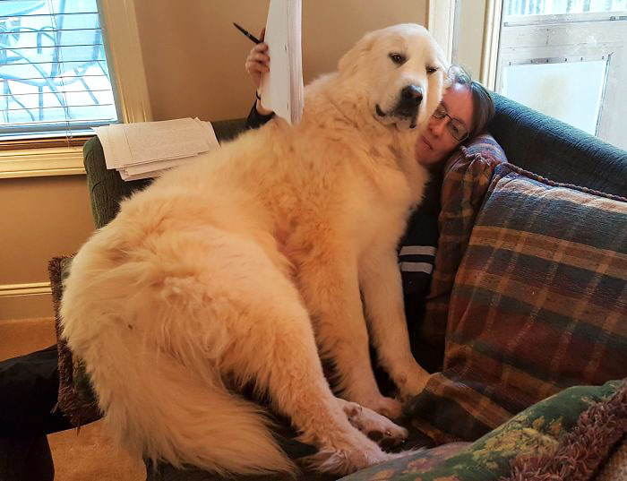 178 Dogs Who Don’t Understand How BIG They Are And Think They’re Lap Dogs (Add Yours) 178 Dogs Who Don’t Understand How BIG They Are And Think They’re Lap Dogs (Add Yours)