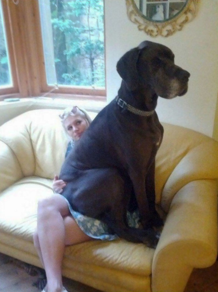 178 Dogs Who Don’t Understand How BIG They Are And Think They’re Lap Dogs (Add Yours) 178 Dogs Who Don’t Understand How BIG They Are And Think They’re Lap Dogs (Add Yours)