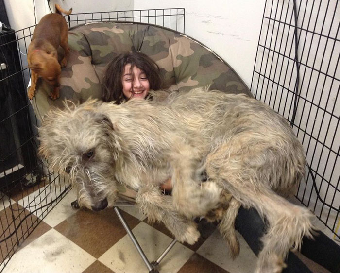 178 Dogs Who Don’t Understand How BIG They Are And Think They’re Lap Dogs (Add Yours) 178 Dogs Who Don’t Understand How BIG They Are And Think They’re Lap Dogs (Add Yours)