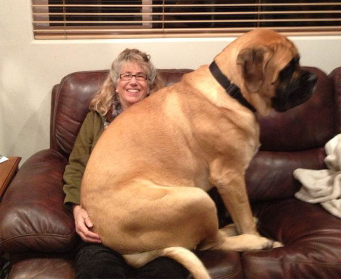 178 Dogs Who Don’t Understand How BIG They Are And Think They’re Lap Dogs (Add Yours) 178 Dogs Who Don’t Understand How BIG They Are And Think They’re Lap Dogs (Add Yours)