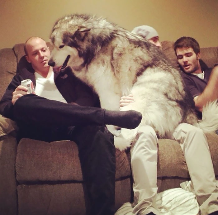 178 Dogs Who Don’t Understand How BIG They Are And Think They’re Lap Dogs (Add Yours) 178 Dogs Who Don’t Understand How BIG They Are And Think They’re Lap Dogs (Add Yours)