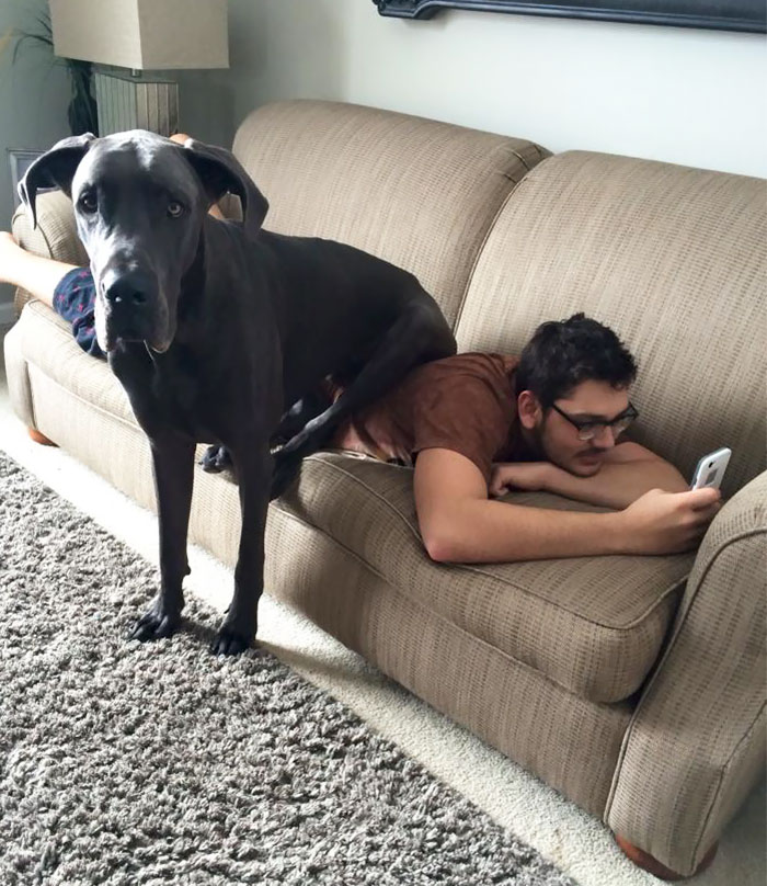 178 Dogs Who Don’t Understand How BIG They Are And Think They’re Lap Dogs (Add Yours) 178 Dogs Who Don’t Understand How BIG They Are And Think They’re Lap Dogs (Add Yours)
