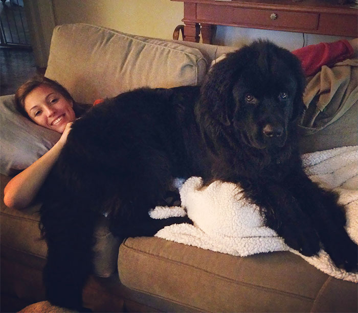 178 Dogs Who Don’t Understand How BIG They Are And Think They’re Lap Dogs (Add Yours) 178 Dogs Who Don’t Understand How BIG They Are And Think They’re Lap Dogs (Add Yours)