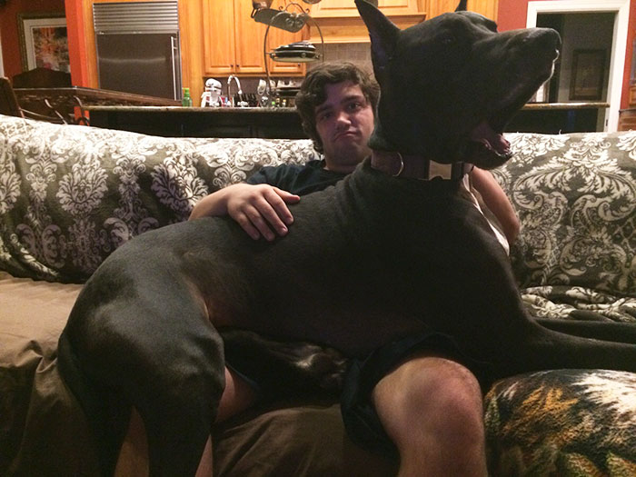 178 Dogs Who Don’t Understand How BIG They Are And Think They’re Lap Dogs (Add Yours) 178 Dogs Who Don’t Understand How BIG They Are And Think They’re Lap Dogs (Add Yours)