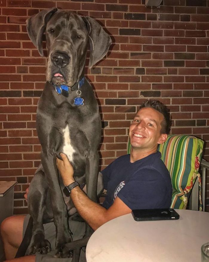 178 Dogs Who Don’t Understand How BIG They Are And Think They’re Lap Dogs (Add Yours) 178 Dogs Who Don’t Understand How BIG They Are And Think They’re Lap Dogs (Add Yours)