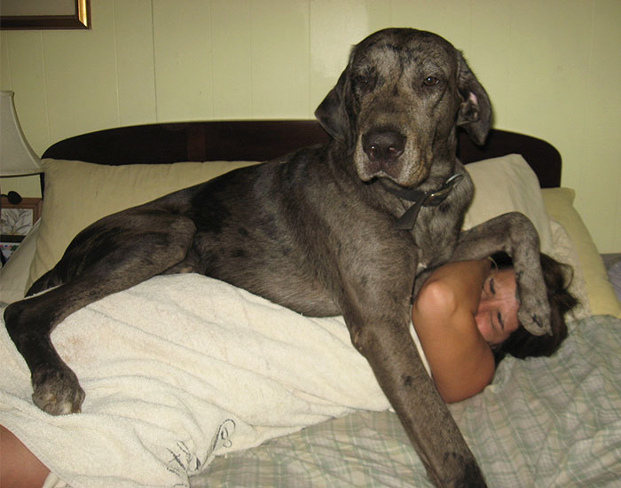 178 Dogs Who Don’t Understand How BIG They Are And Think They’re Lap Dogs (Add Yours) 178 Dogs Who Don’t Understand How BIG They Are And Think They’re Lap Dogs (Add Yours)