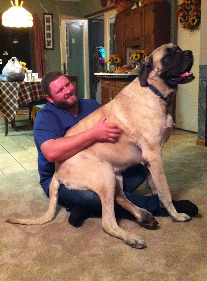 178 Dogs Who Don’t Understand How BIG They Are And Think They’re Lap Dogs (Add Yours) 178 Dogs Who Don’t Understand How BIG They Are And Think They’re Lap Dogs (Add Yours)