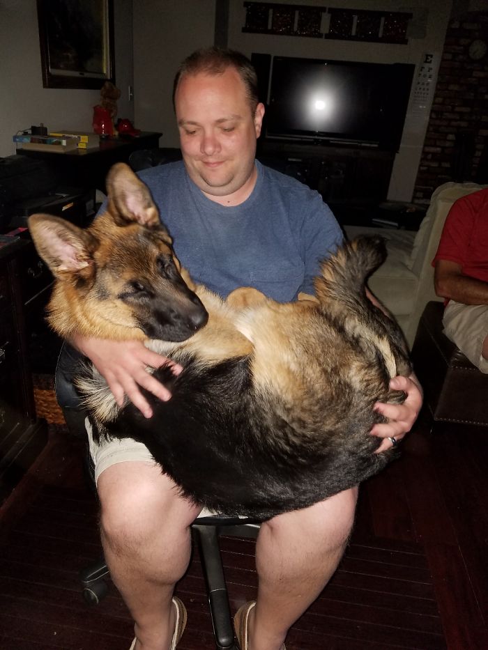 178 Dogs Who Don’t Understand How BIG They Are And Think They’re Lap Dogs (Add Yours) 178 Dogs Who Don’t Understand How BIG They Are And Think They’re Lap Dogs (Add Yours)