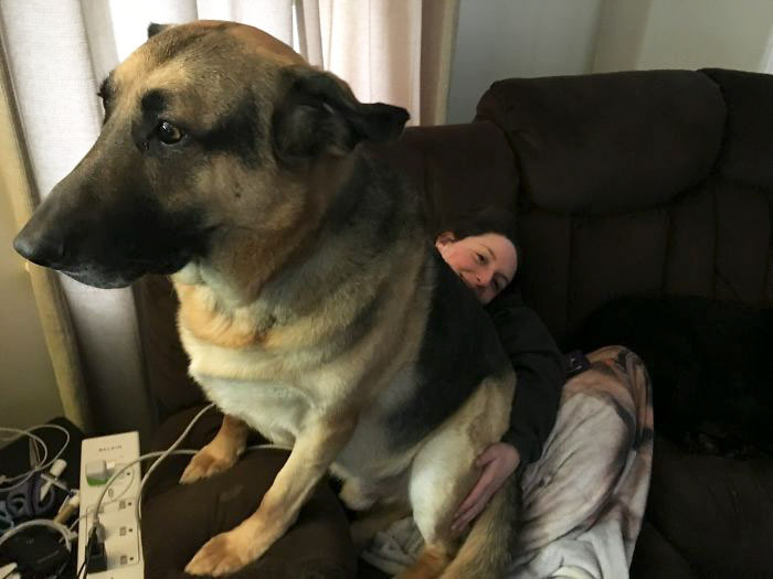 178 Dogs Who Don’t Understand How BIG They Are And Think They’re Lap Dogs (Add Yours) 178 Dogs Who Don’t Understand How BIG They Are And Think They’re Lap Dogs (Add Yours)