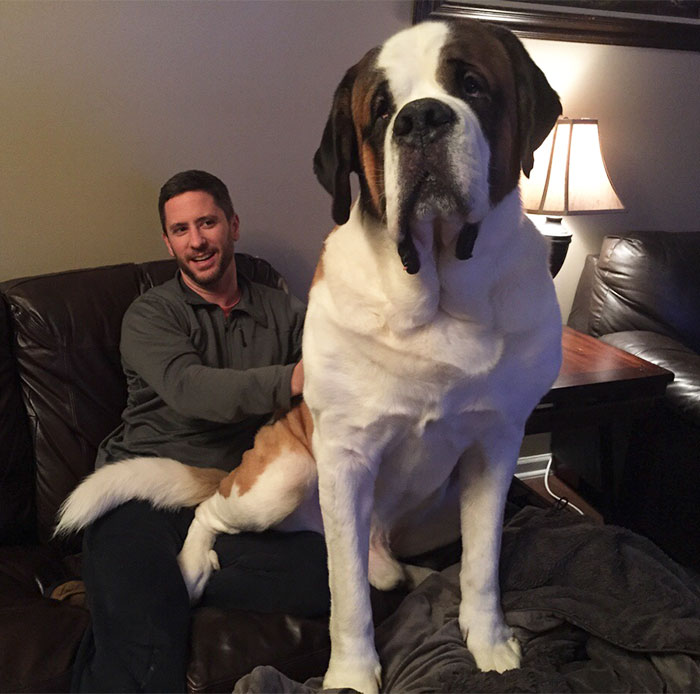 178 Dogs Who Don’t Understand How BIG They Are And Think They’re Lap Dogs (Add Yours) 178 Dogs Who Don’t Understand How BIG They Are And Think They’re Lap Dogs (Add Yours)