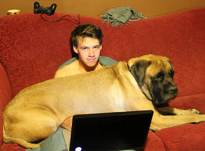 178 Dogs Who Don’t Understand How BIG They Are And Think They’re Lap Dogs (Add Yours) 178 Dogs Who Don’t Understand How BIG They Are And Think They’re Lap Dogs (Add Yours)