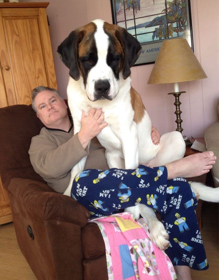 178 Dogs Who Don’t Understand How BIG They Are And Think They’re Lap Dogs (Add Yours) 178 Dogs Who Don’t Understand How BIG They Are And Think They’re Lap Dogs (Add Yours)