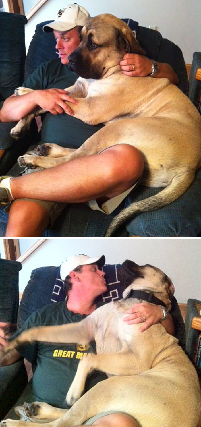 178 Dogs Who Don’t Understand How BIG They Are And Think They’re Lap Dogs (Add Yours) 178 Dogs Who Don’t Understand How BIG They Are And Think They’re Lap Dogs (Add Yours)