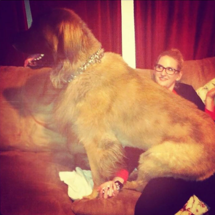 178 Dogs Who Don’t Understand How BIG They Are And Think They’re Lap Dogs (Add Yours) 178 Dogs Who Don’t Understand How BIG They Are And Think They’re Lap Dogs (Add Yours)