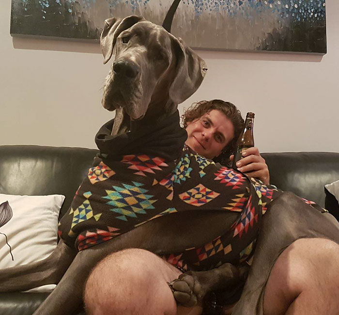 178 Dogs Who Don’t Understand How BIG They Are And Think They’re Lap Dogs (Add Yours) 178 Dogs Who Don’t Understand How BIG They Are And Think They’re Lap Dogs (Add Yours)