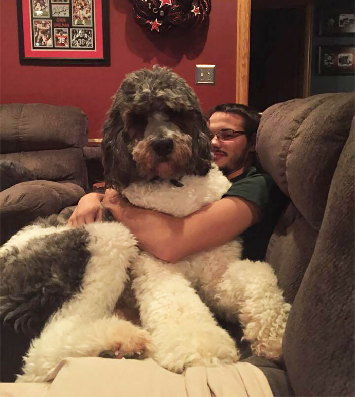 178 Dogs Who Don’t Understand How BIG They Are And Think They’re Lap Dogs (Add Yours) 178 Dogs Who Don’t Understand How BIG They Are And Think They’re Lap Dogs (Add Yours)