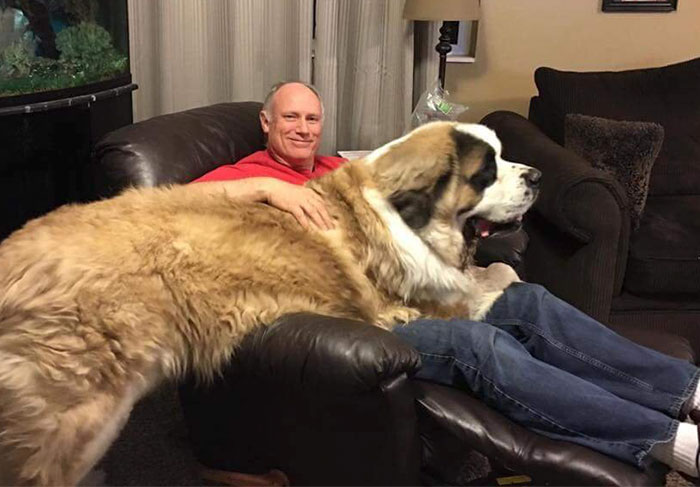 178 Dogs Who Don’t Understand How BIG They Are And Think They’re Lap Dogs (Add Yours) 178 Dogs Who Don’t Understand How BIG They Are And Think They’re Lap Dogs (Add Yours)