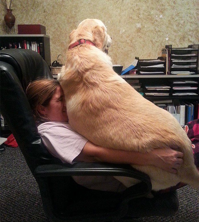 178 Dogs Who Don’t Understand How BIG They Are And Think They’re Lap Dogs (Add Yours) 178 Dogs Who Don’t Understand How BIG They Are And Think They’re Lap Dogs (Add Yours)