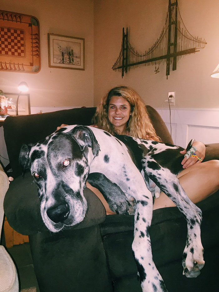 178 Dogs Who Don’t Understand How BIG They Are And Think They’re Lap Dogs (Add Yours) 178 Dogs Who Don’t Understand How BIG They Are And Think They’re Lap Dogs (Add Yours)
