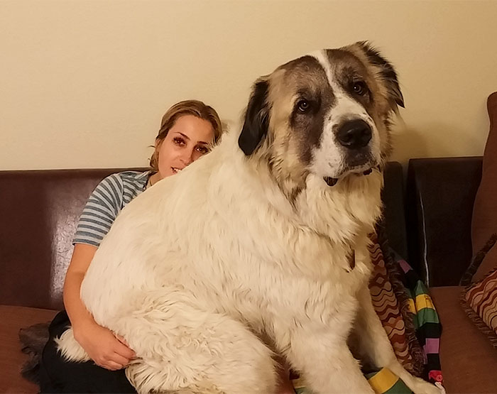 178 Dogs Who Don’t Understand How BIG They Are And Think They’re Lap Dogs (Add Yours) 178 Dogs Who Don’t Understand How BIG They Are And Think They’re Lap Dogs (Add Yours)