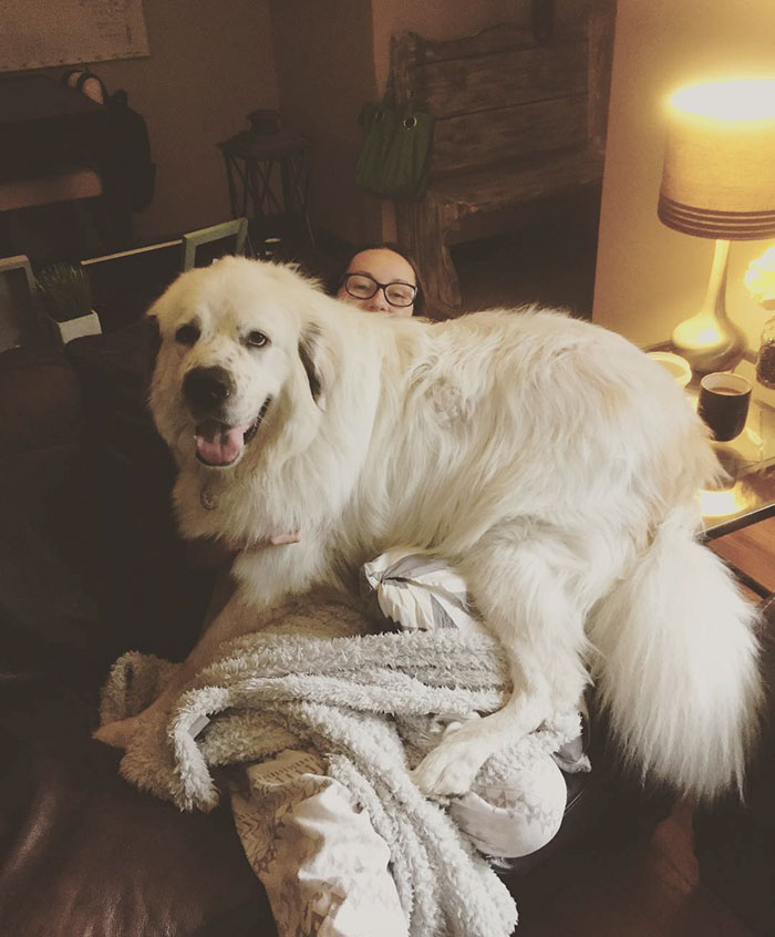 178 Dogs Who Don’t Understand How BIG They Are And Think They’re Lap Dogs (Add Yours) 178 Dogs Who Don’t Understand How BIG They Are And Think They’re Lap Dogs (Add Yours)