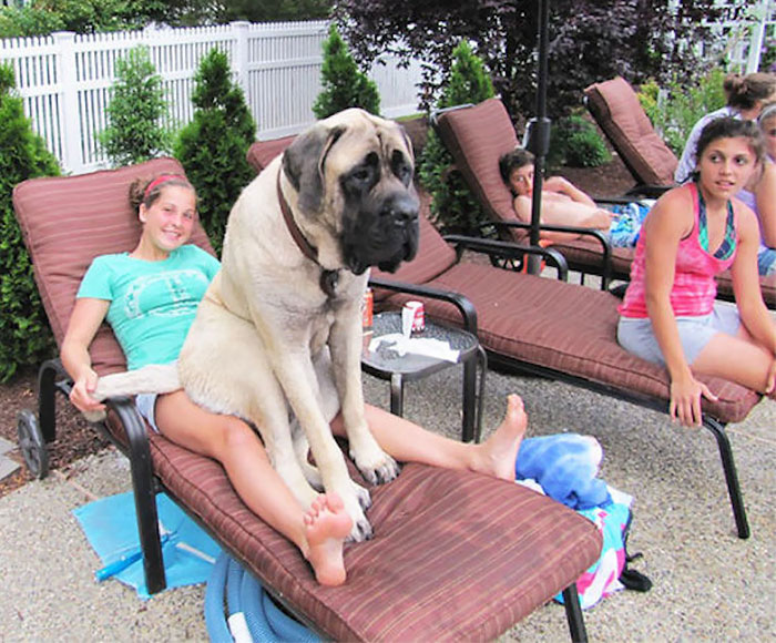 178 Dogs Who Don’t Understand How BIG They Are And Think They’re Lap Dogs (Add Yours) 178 Dogs Who Don’t Understand How BIG They Are And Think They’re Lap Dogs (Add Yours)