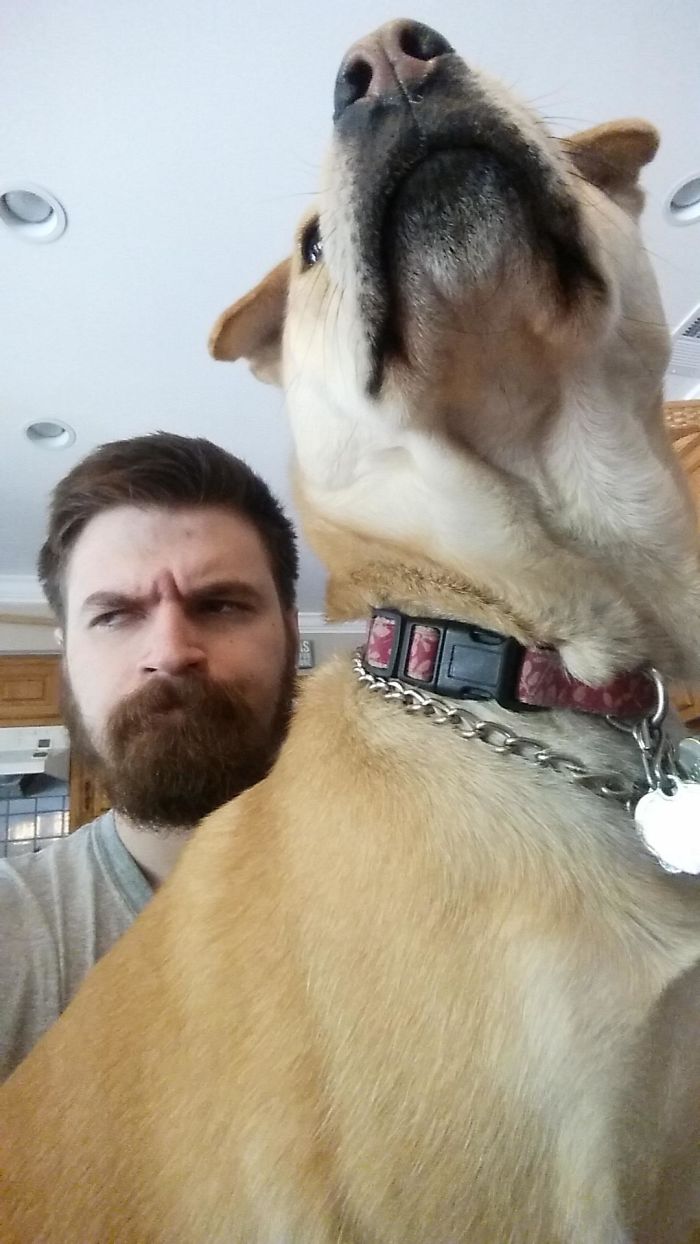 178 Dogs Who Don’t Understand How BIG They Are And Think They’re Lap Dogs (Add Yours) 178 Dogs Who Don’t Understand How BIG They Are And Think They’re Lap Dogs (Add Yours)