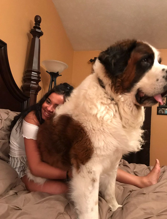 178 Dogs Who Don’t Understand How BIG They Are And Think They’re Lap Dogs (Add Yours) 178 Dogs Who Don’t Understand How BIG They Are And Think They’re Lap Dogs (Add Yours)