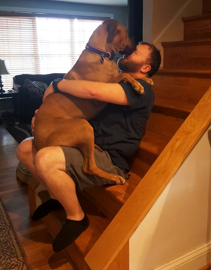 178 Dogs Who Don’t Understand How BIG They Are And Think They’re Lap Dogs (Add Yours) 178 Dogs Who Don’t Understand How BIG They Are And Think They’re Lap Dogs (Add Yours)