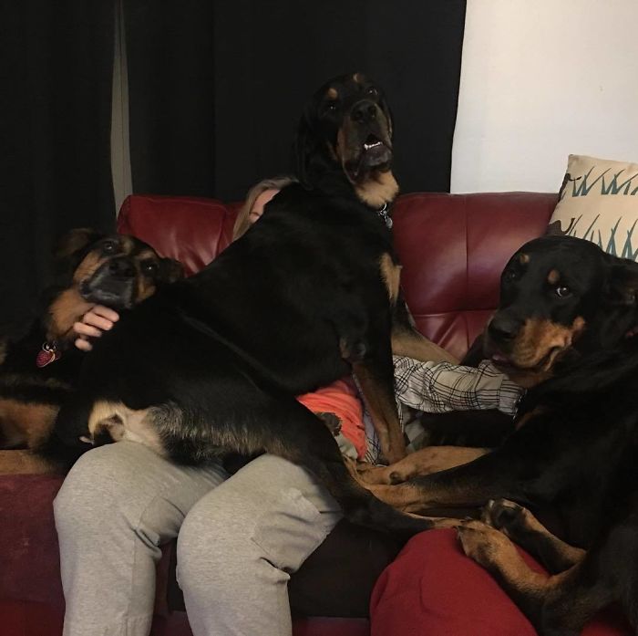 178 Dogs Who Don’t Understand How BIG They Are And Think They’re Lap Dogs (Add Yours) 178 Dogs Who Don’t Understand How BIG They Are And Think They’re Lap Dogs (Add Yours)