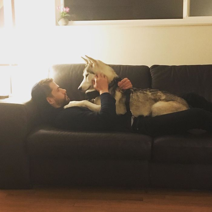 178 Dogs Who Don’t Understand How BIG They Are And Think They’re Lap Dogs (Add Yours) 178 Dogs Who Don’t Understand How BIG They Are And Think They’re Lap Dogs (Add Yours)