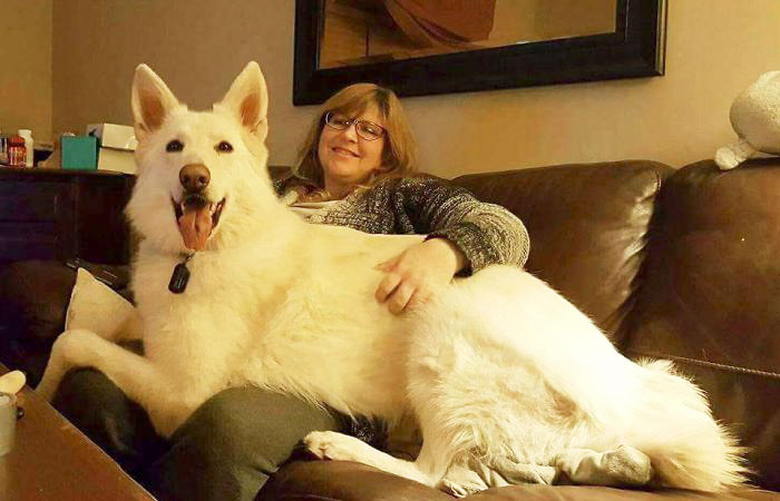 178 Dogs Who Don’t Understand How BIG They Are And Think They’re Lap Dogs (Add Yours) 178 Dogs Who Don’t Understand How BIG They Are And Think They’re Lap Dogs (Add Yours)