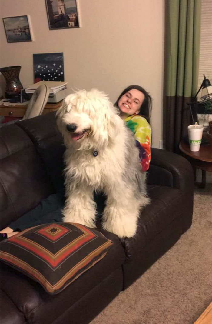 178 Dogs Who Don’t Understand How BIG They Are And Think They’re Lap Dogs (Add Yours) 178 Dogs Who Don’t Understand How BIG They Are And Think They’re Lap Dogs (Add Yours)