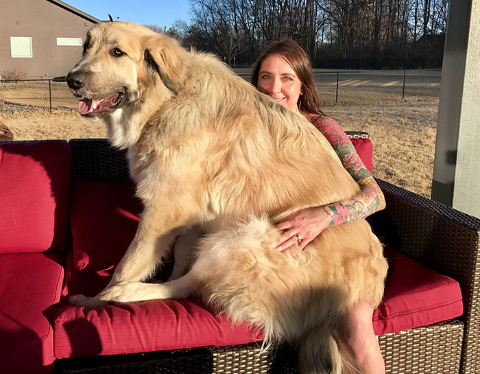 178 Dogs Who Don’t Understand How BIG They Are And Think They’re Lap Dogs (Add Yours) 178 Dogs Who Don’t Understand How BIG They Are And Think They’re Lap Dogs (Add Yours)
