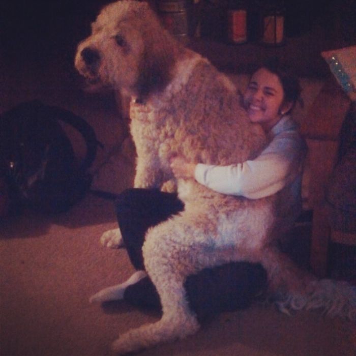 178 Dogs Who Don’t Understand How BIG They Are And Think They’re Lap Dogs (Add Yours) 178 Dogs Who Don’t Understand How BIG They Are And Think They’re Lap Dogs (Add Yours)
