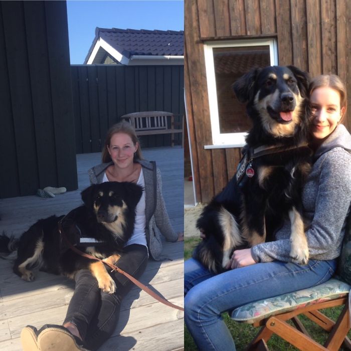 178 Dogs Who Don’t Understand How BIG They Are And Think They’re Lap Dogs (Add Yours) 178 Dogs Who Don’t Understand How BIG They Are And Think They’re Lap Dogs (Add Yours)