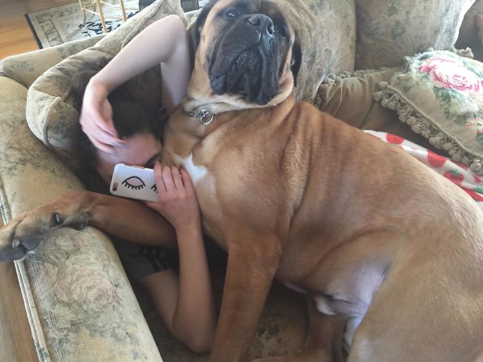 178 Dogs Who Don’t Understand How BIG They Are And Think They’re Lap Dogs (Add Yours) 178 Dogs Who Don’t Understand How BIG They Are And Think They’re Lap Dogs (Add Yours)