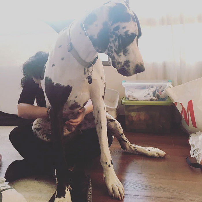 178 Dogs Who Don’t Understand How BIG They Are And Think They’re Lap Dogs (Add Yours) 178 Dogs Who Don’t Understand How BIG They Are And Think They’re Lap Dogs (Add Yours)