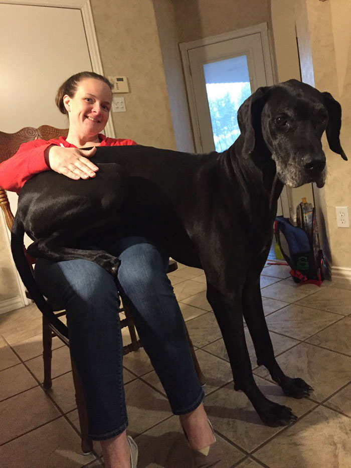 178 Dogs Who Don’t Understand How BIG They Are And Think They’re Lap Dogs (Add Yours) 178 Dogs Who Don’t Understand How BIG They Are And Think They’re Lap Dogs (Add Yours)