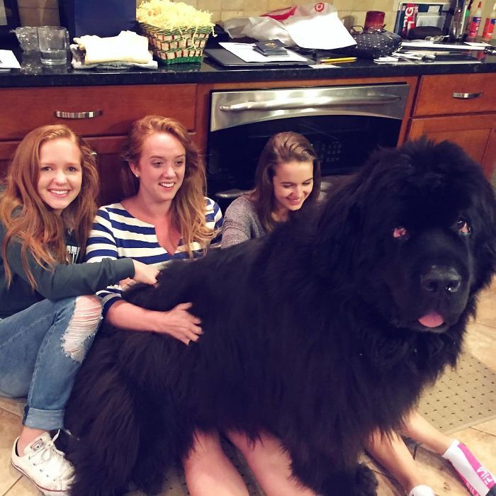 178 Dogs Who Don’t Understand How BIG They Are And Think They’re Lap Dogs (Add Yours) 178 Dogs Who Don’t Understand How BIG They Are And Think They’re Lap Dogs (Add Yours)