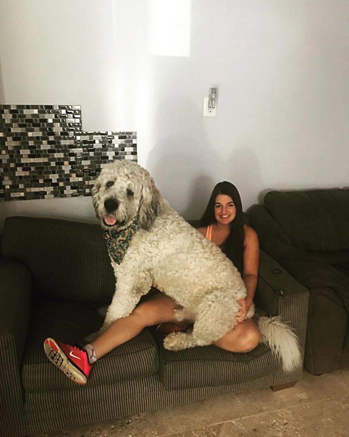 178 Dogs Who Don’t Understand How BIG They Are And Think They’re Lap Dogs (Add Yours) 178 Dogs Who Don’t Understand How BIG They Are And Think They’re Lap Dogs (Add Yours)
