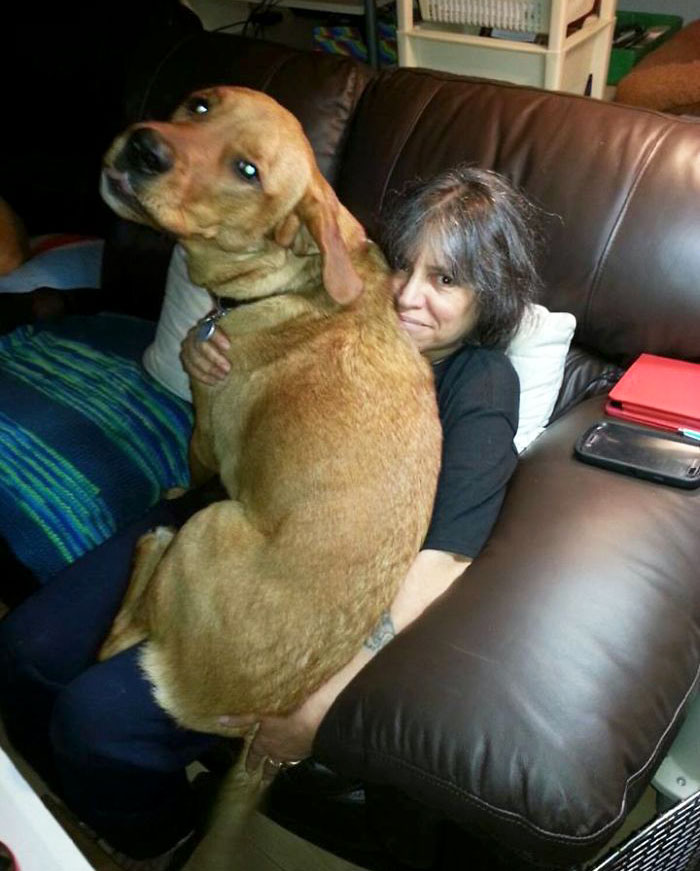 178 Dogs Who Don’t Understand How BIG They Are And Think They’re Lap Dogs (Add Yours) 178 Dogs Who Don’t Understand How BIG They Are And Think They’re Lap Dogs (Add Yours)