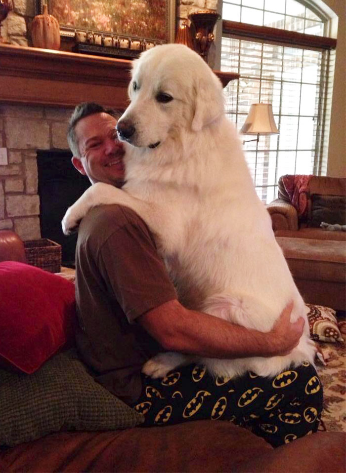 178 Dogs Who Don’t Understand How BIG They Are And Think They’re Lap Dogs (Add Yours) 178 Dogs Who Don’t Understand How BIG They Are And Think They’re Lap Dogs (Add Yours)