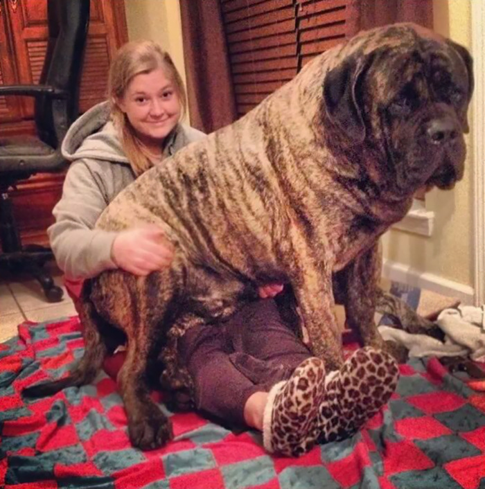 178 Dogs Who Don’t Understand How BIG They Are And Think They’re Lap Dogs (Add Yours) 178 Dogs Who Don’t Understand How BIG They Are And Think They’re Lap Dogs (Add Yours)