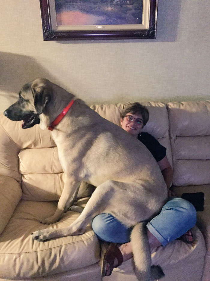 178 Dogs Who Don’t Understand How BIG They Are And Think They’re Lap Dogs (Add Yours) 178 Dogs Who Don’t Understand How BIG They Are And Think They’re Lap Dogs (Add Yours)