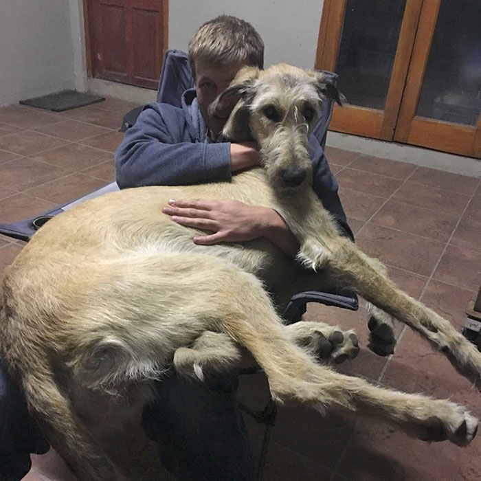 178 Dogs Who Don’t Understand How BIG They Are And Think They’re Lap Dogs (Add Yours) 178 Dogs Who Don’t Understand How BIG They Are And Think They’re Lap Dogs (Add Yours)