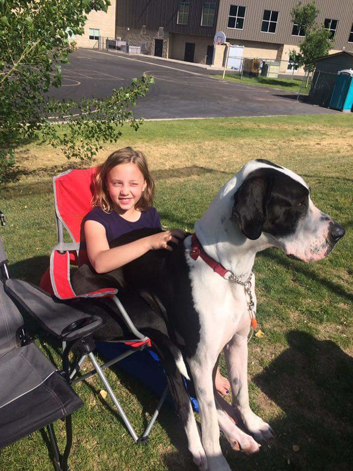 178 Dogs Who Don’t Understand How BIG They Are And Think They’re Lap Dogs (Add Yours) 178 Dogs Who Don’t Understand How BIG They Are And Think They’re Lap Dogs (Add Yours)