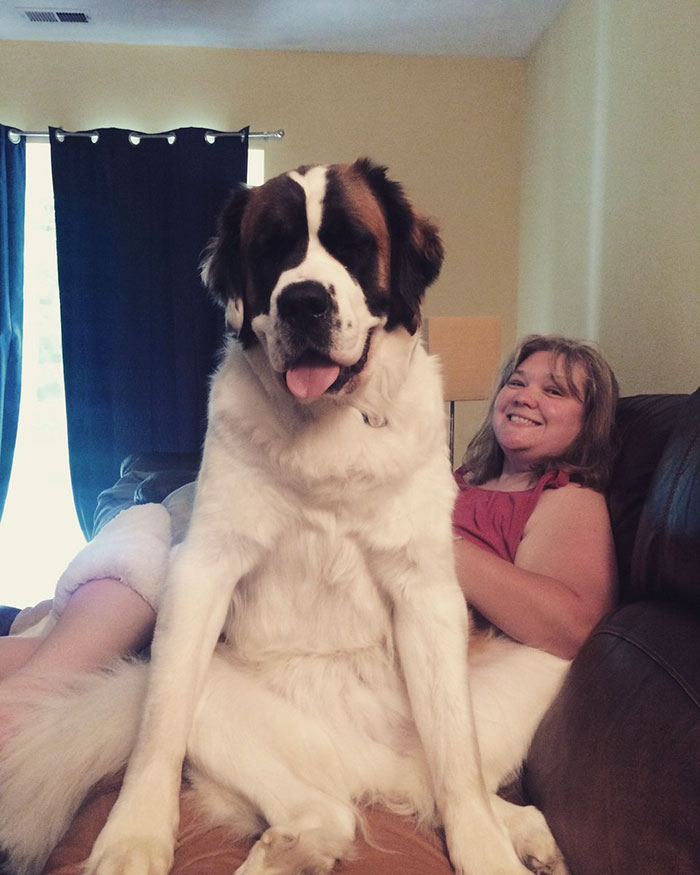 178 Dogs Who Don’t Understand How BIG They Are And Think They’re Lap Dogs (Add Yours) 178 Dogs Who Don’t Understand How BIG They Are And Think They’re Lap Dogs (Add Yours)