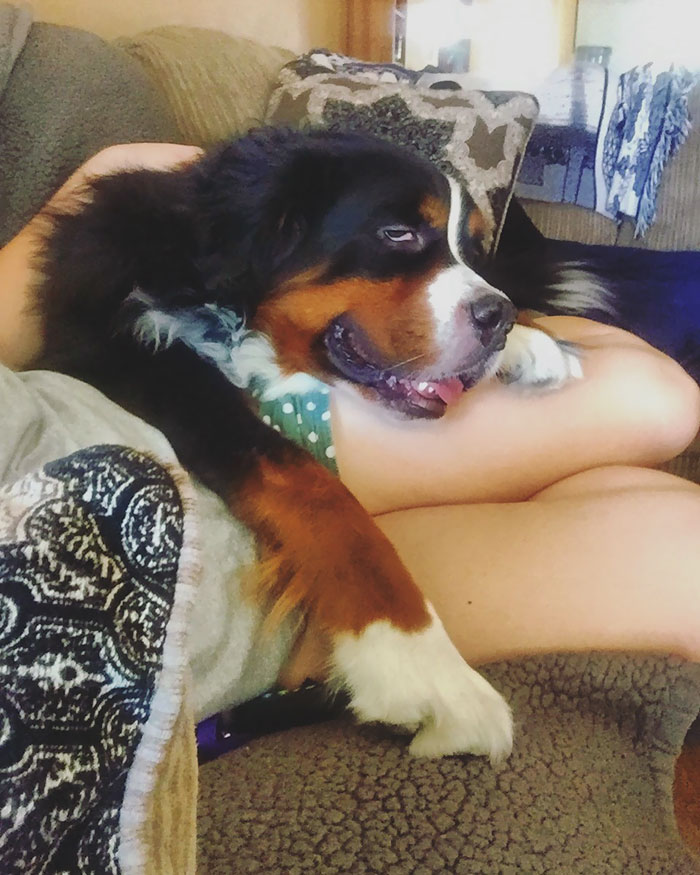 178 Dogs Who Don’t Understand How BIG They Are And Think They’re Lap Dogs (Add Yours) 178 Dogs Who Don’t Understand How BIG They Are And Think They’re Lap Dogs (Add Yours)